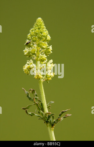 Wilde Mignonette, Reseda lutea Stockfoto