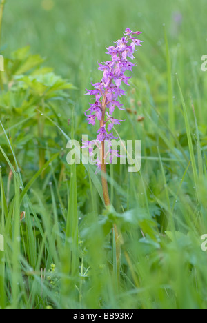 Frühe lila Orchidee Orchis mascula Stockfoto