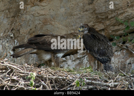 Erwachsenen Bonellis Adler Fütterung Küken im nest Stockfoto