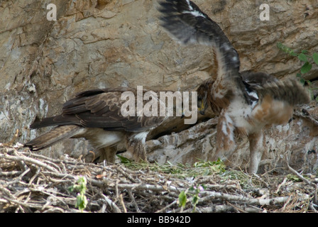 Erwachsenen Bonelli Adler stehen vorne Nest mit Küken hinter mit Flügeln Stockfoto