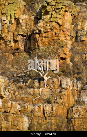 Rock-Feigenbaum klammerte sich die Klippe Gesicht, Erasmus Pass Blyde River, Südafrika Stockfoto