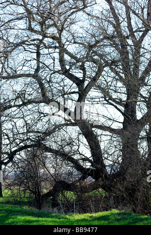 Zeitigen Frühjahr ist der Baum Knospen. Stockfoto