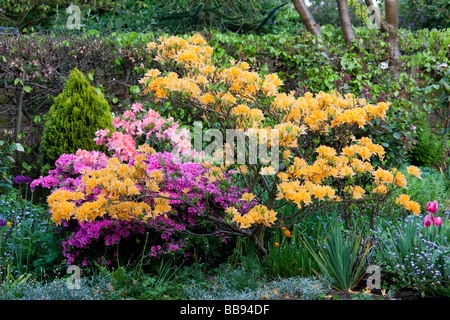 Leuchtend rote und gelbe Blume Hüllblätter und grüne Blätter von