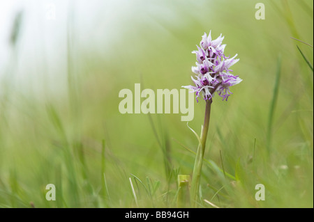 Orchis Simia. Affe Orchidee blüht in der englischen Landschaft. Hartslock Naturschutzgebiet, Göring am Thames, Oxfordshire, England Stockfoto