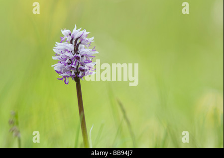 Orchis Simia. Affe Orchidee blüht in der englischen Landschaft. Hartslock Naturschutzgebiet, Göring am Thames, Oxfordshire, England Stockfoto