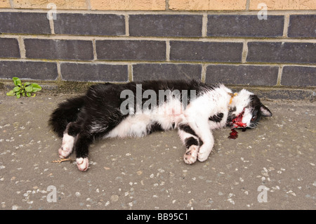 Tote Katze auf einem Gehweg/Bürgersteig/Pflaster Stockfoto