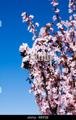 Kirschblüten in voller Blüte. Stockfoto