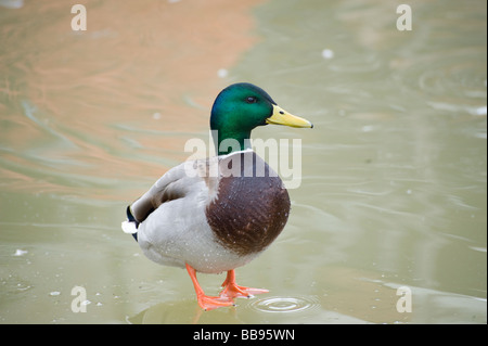 Männliche Stockente Ente Anas Platyrhynchos zu Fuß auf einem vereisten Teich an einem Wintertag in England Stockfoto