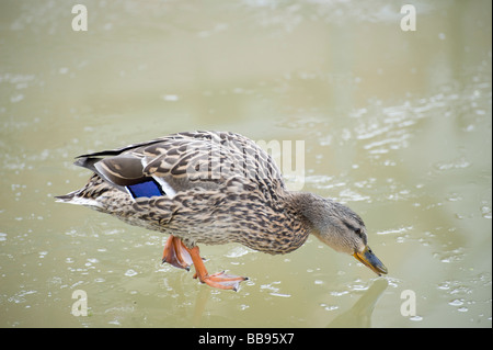 Weibliche Stockente Ente Anas Platyrhynchos zu Fuß auf einem vereisten Teich an einem Wintertag in England Stockfoto