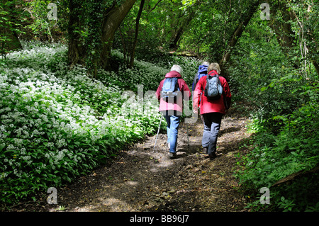 Wanderer, Wandern durch einen Hampshire Wald Wanderweg, gesäumt von Blütenpflanzen Knoblauch Stockfoto