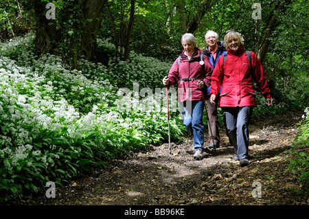 Wanderer, Wandern durch einen Hampshire Wald Wanderweg, gesäumt von Blütenpflanzen Knoblauch Stockfoto