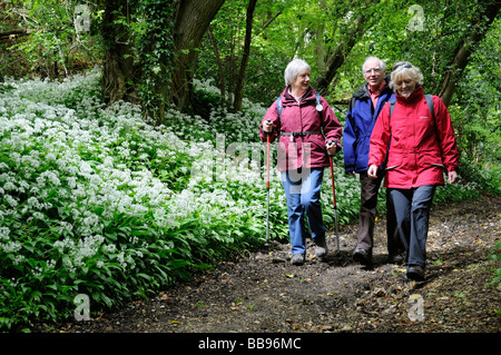 Wanderer, Wandern durch einen Hampshire Wald Wanderweg, gesäumt von Blütenpflanzen Knoblauch Stockfoto