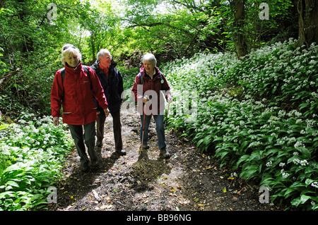 Wanderer, Wandern durch einen Hampshire Wald Wanderweg, gesäumt von Blütenpflanzen Knoblauch Stockfoto