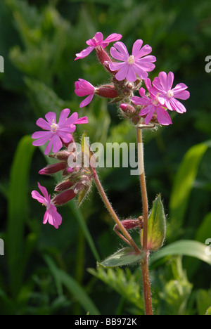 Schöne Darstellung der rote Campion Stockfoto