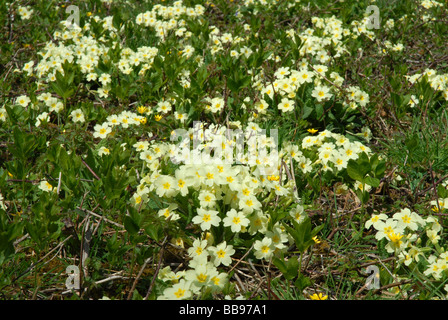 Eine Fülle von Primeln Stockfoto