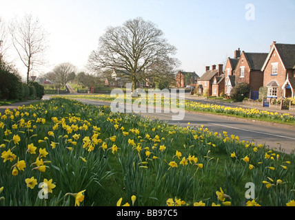 Frühling-Narzissen auf dem Dorfplatz am Astbury, Cheshire, England Stockfoto