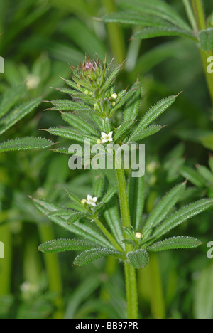 Hackmesser in Blüte Stockfoto