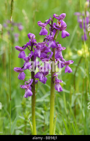 Grün-winged Orchideen Anacamptis morio Stockfoto