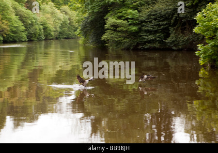 England Berkshire Cookham Lock zwei Kanadagänse Landung auf der Themse Stockfoto