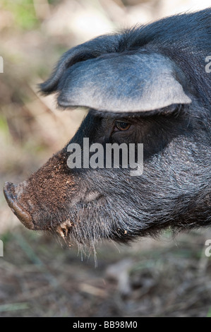 Saddleback Pig Gesicht Porträt Stockfoto