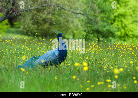 Hähnchen Draht peacock Skulptur an Sir Harold Hillier Gardens, Romsey Hampshire. Großbritannien Stockfoto