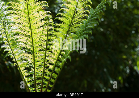 Dicksonia Antarctica. Soft tree Farnwedel Stockfoto