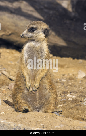 Suricata suricatta Stockfoto