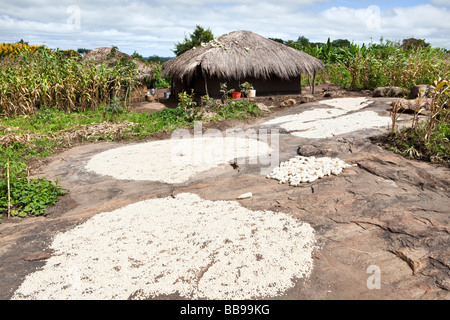 Mais ausgebreitet zum Trocknen in die Sonne in das Dorf Nyombe, Malawi, Afrika Stockfoto