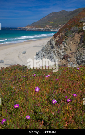 Garrapata State Park CA felsigen Landzungen erfüllen die Surf- und Strand Garrapata Beach mit Eis Pflanze blüht im Vordergrund Stockfoto