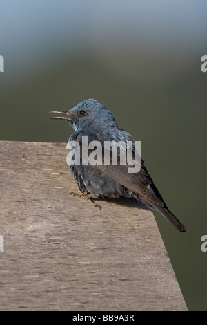 Blauen Rock Soor Monticola solitarius Stockfoto