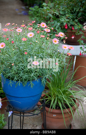 verschiedene Blumen und Pflanzen in Töpfen in einem schönen Garten Stockfoto