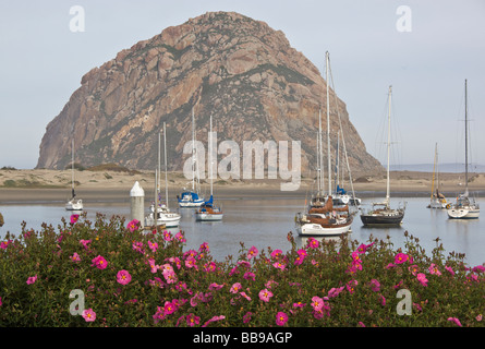 Morro Bay, San Luis Obispo County, CA: Blühende Rock rose in Morro Bay mit Morro Rock und ankern Boote in der Ferne Stockfoto