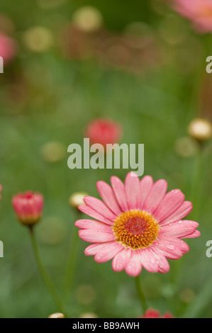 eine einzelne Blüte rosa Gänseblümchen Blume mit geringen Schärfentiefe Stockfoto