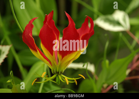 Die Pracht-Lilie - Gloriosa Superba (= G Rothschildiana) Stockfoto