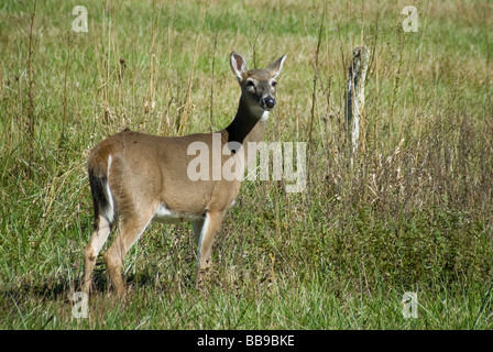 weiblichen weißen Schweif Hirsch Blick auf Kamera stehend im Bereich Cades Cove in der Nähe von Gatlinburg, Tennessee Stockfoto