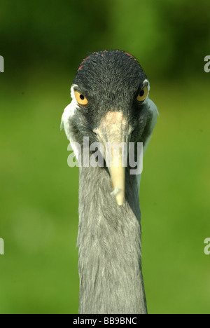 Eurasische Kranich - Grus grus Stockfoto