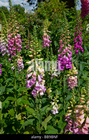 Fingerhut Blumen in voller Blüte, Sommer, rosa, rot Digitalis sp. Stockfoto