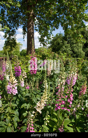 Fingerhut Blumen in voller Blüte, Sommer, rosa, rot, Digitalis sp. Stockfoto