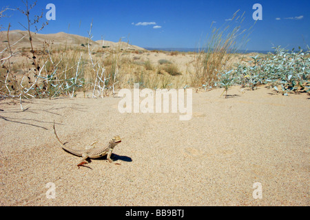 Mojave Fransen-toed Lizard in seiner Heimat Sanddüne. Stockfoto