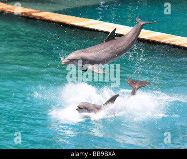 Zwei Delfine Spaß unter der Sonne Floridas Stockfoto