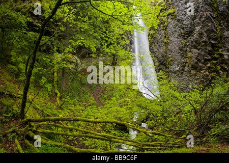 Cabin Creek Falls im Columbia Gorge National Scenic Area. ODER Stockfoto