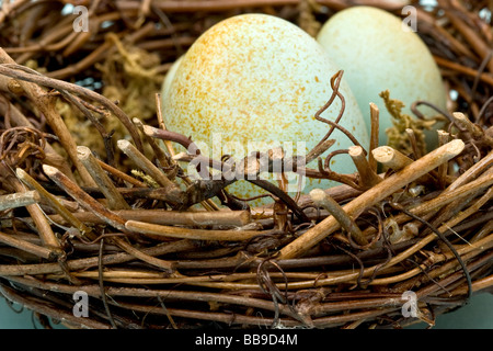 Zwei künstliche Eiern mit Goldfarbe in der Vogelperspektive nächsten Build aus Zweigen Stockfoto