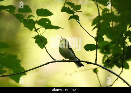 Wood Warbler, Phylloscopus Sibilatrix in kompletten song Stockfoto