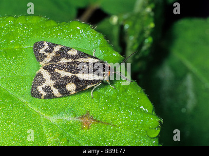 Porträt von Holz Tiger Moth Parasemia Plantaginis Deutschland Stockfoto