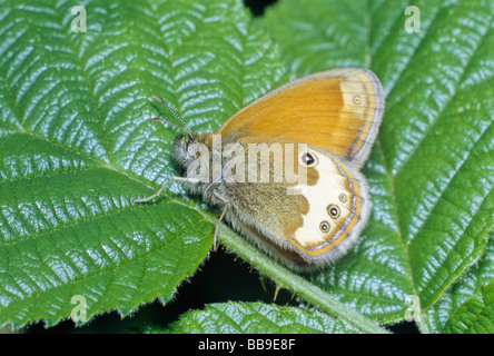 Porträt von pearly Heide Schmetterling Coenonympha Arcania Deutschland Stockfoto