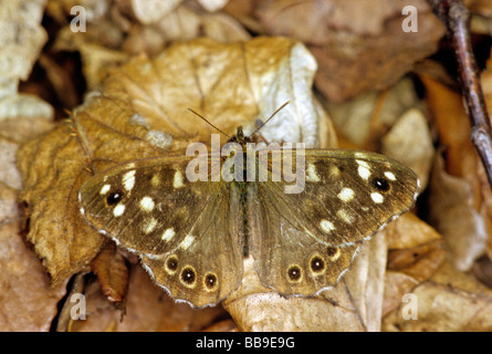 Porträt von gesprenkelten Holz Schmetterling Pararge Aegeria Deutschland Stockfoto