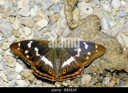 Porträt von lila Kaiser Schmetterling Apatura Iris Deutschland Stockfoto