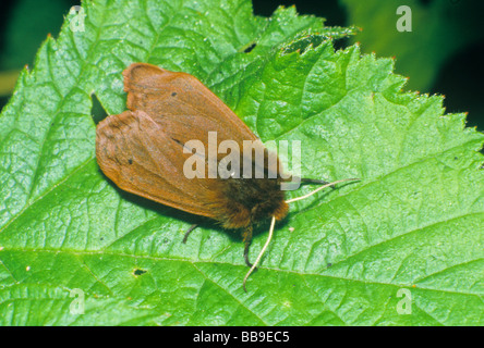 Porträt von Ruby Tiger Moth Phragmatobia Fuliginosa Deutschland Stockfoto