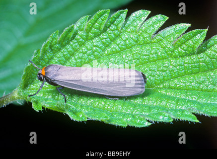 Porträt von Red necked Footman Motte Atolmis Rubricollis Deutschland Stockfoto