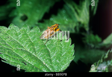 Porträt von gemeinsamen gelbe Dung fliegen Scathophaga Stercoraria Deutschland Stockfoto